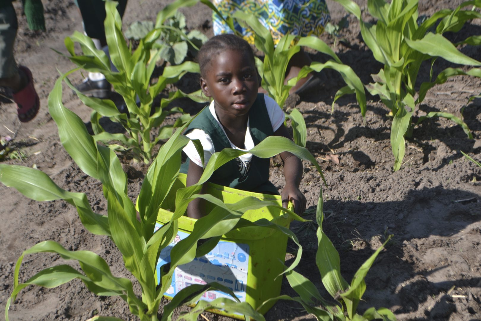 School garden (2)